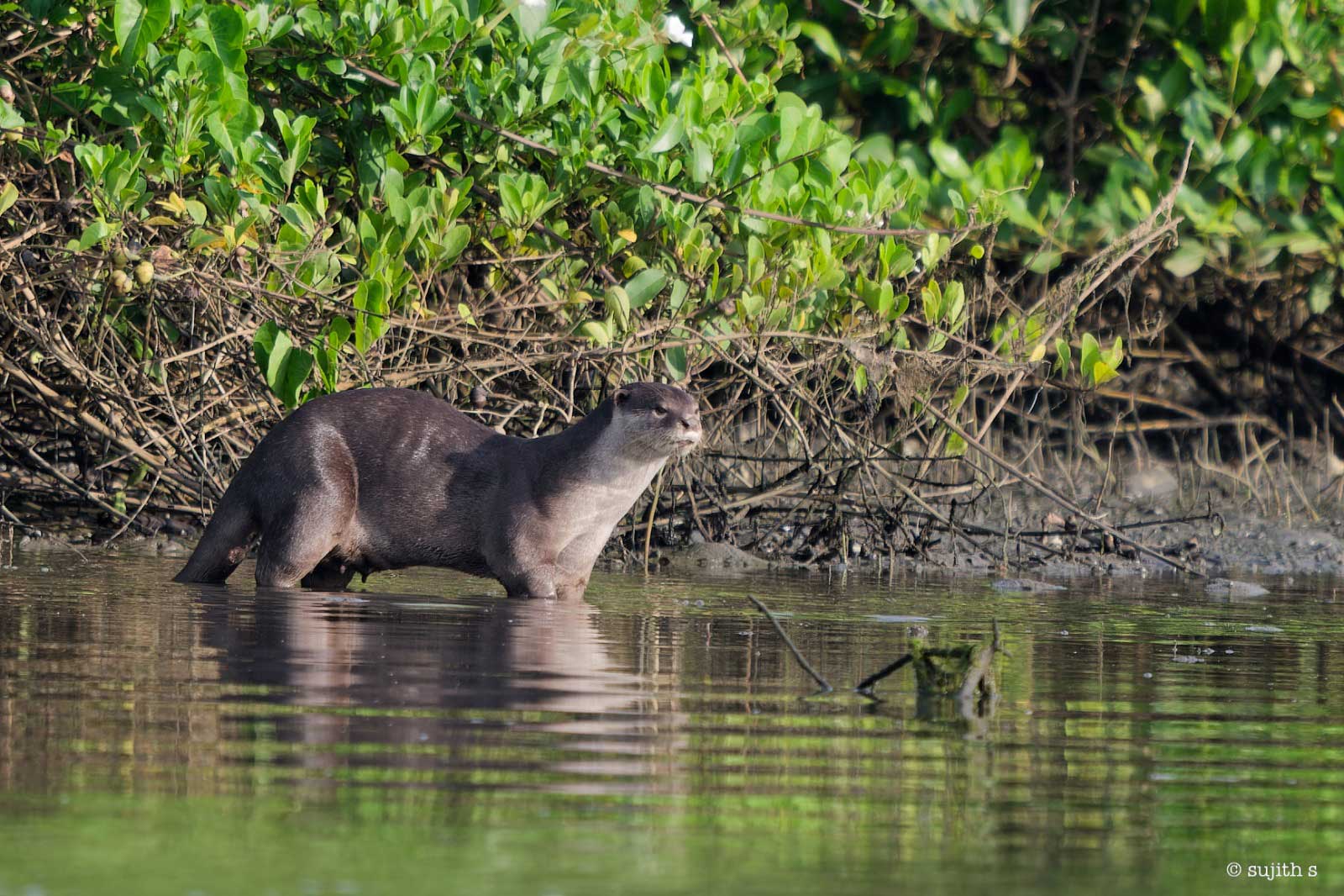Otters outside protected areas