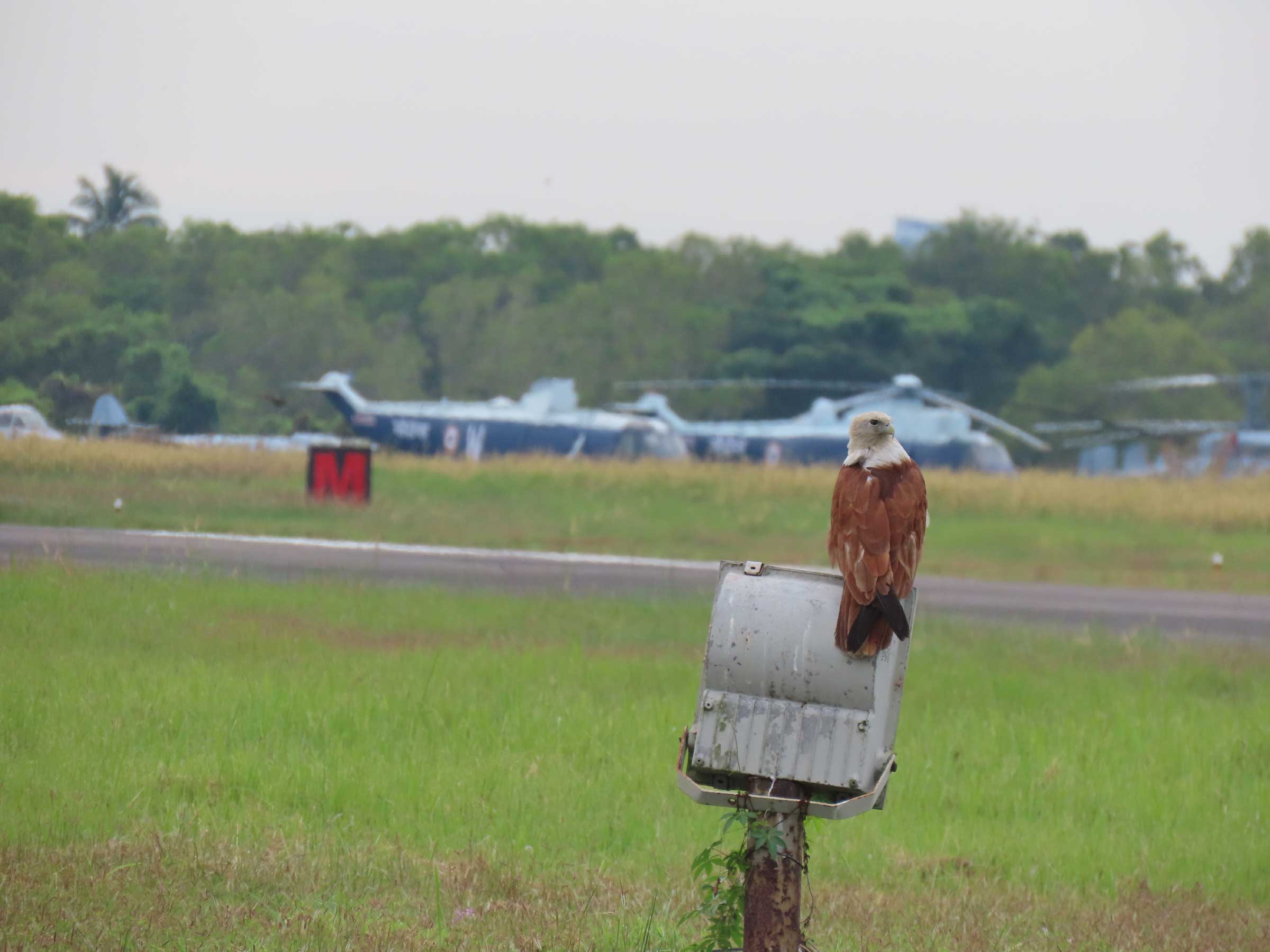 Quantification of the bird hazard to aircrafts in the Naval Air Station (INS Garuda)