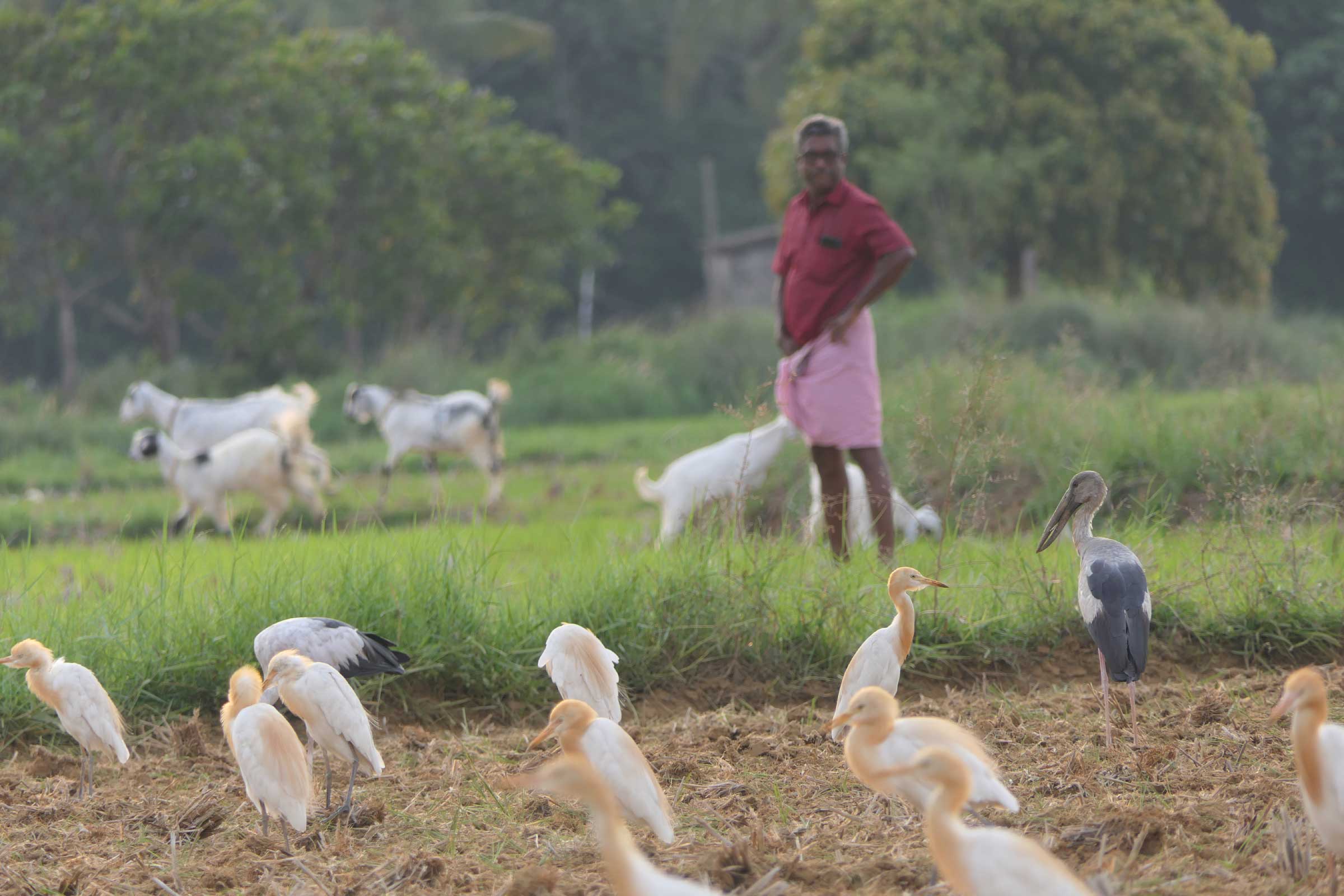  Wildlife-friendly Palakkad District